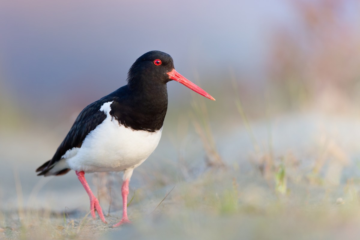 South Island Oystercatcher - ML646437389
