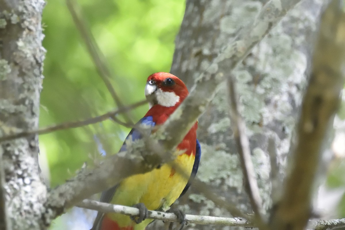 Eastern Rosella - ML646437390