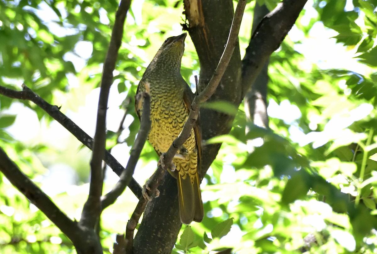 Satin Bowerbird - ML646437391