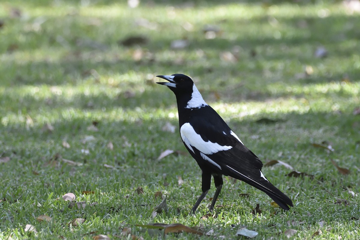 Australian Magpie (Black-backed) - ML646437392