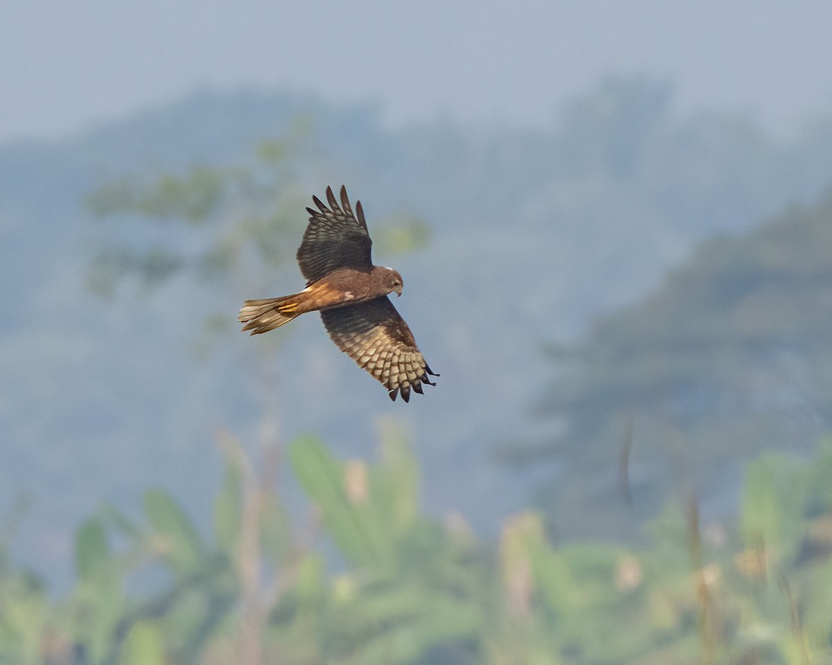 Pied Harrier - ML646437393