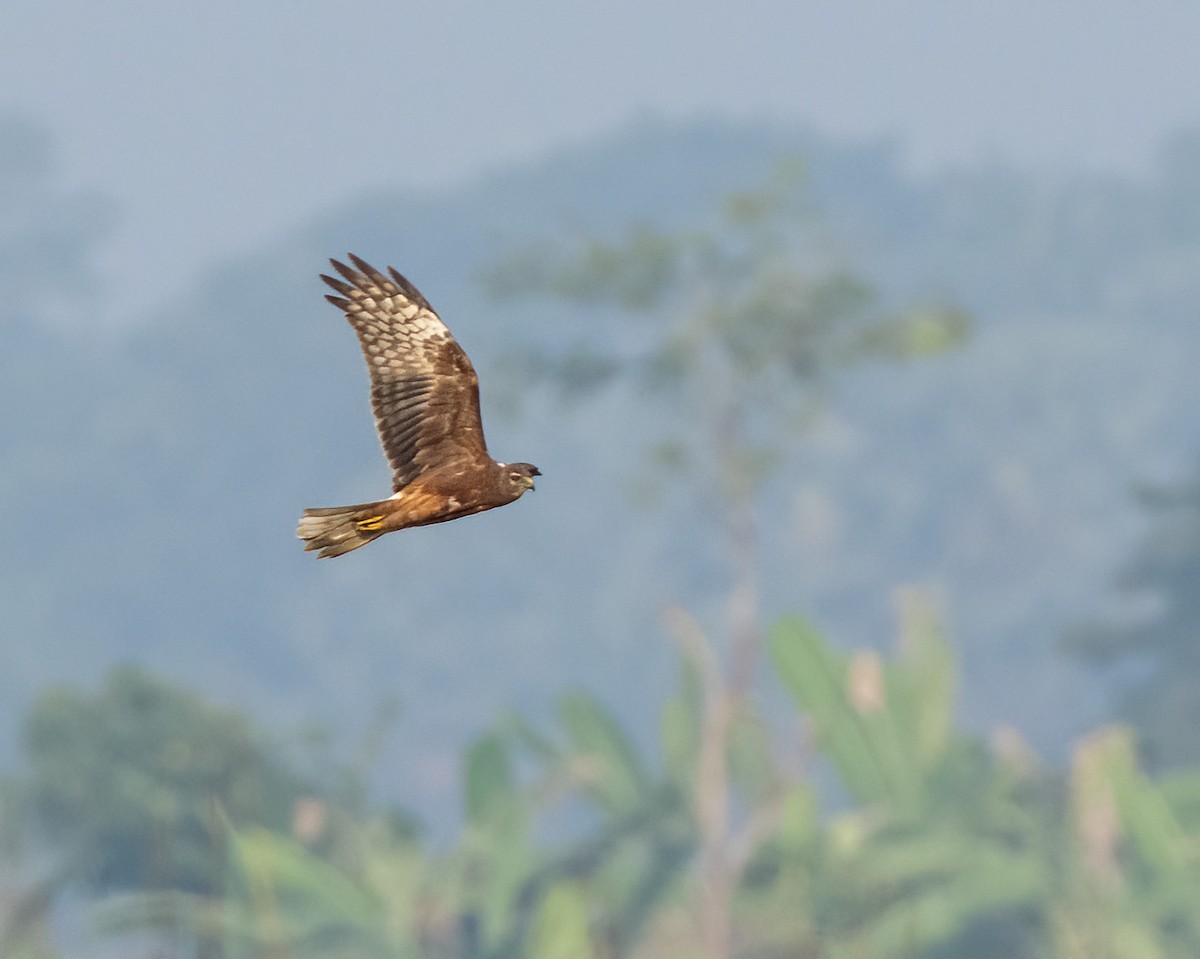 Pied Harrier - ML646437394