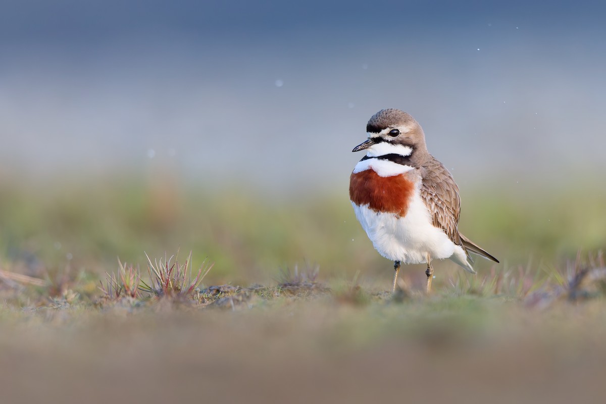 Double-banded Plover - ML646437395