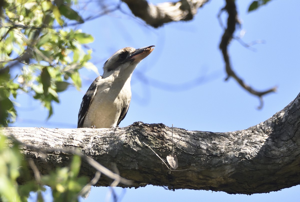Laughing Kookaburra - ML646437398
