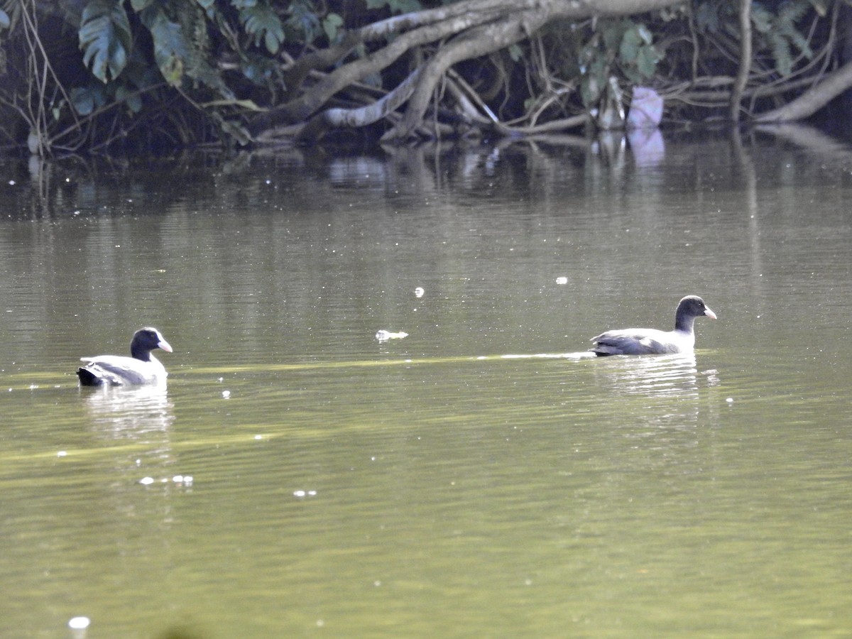 Eurasian Coot - ML646437399