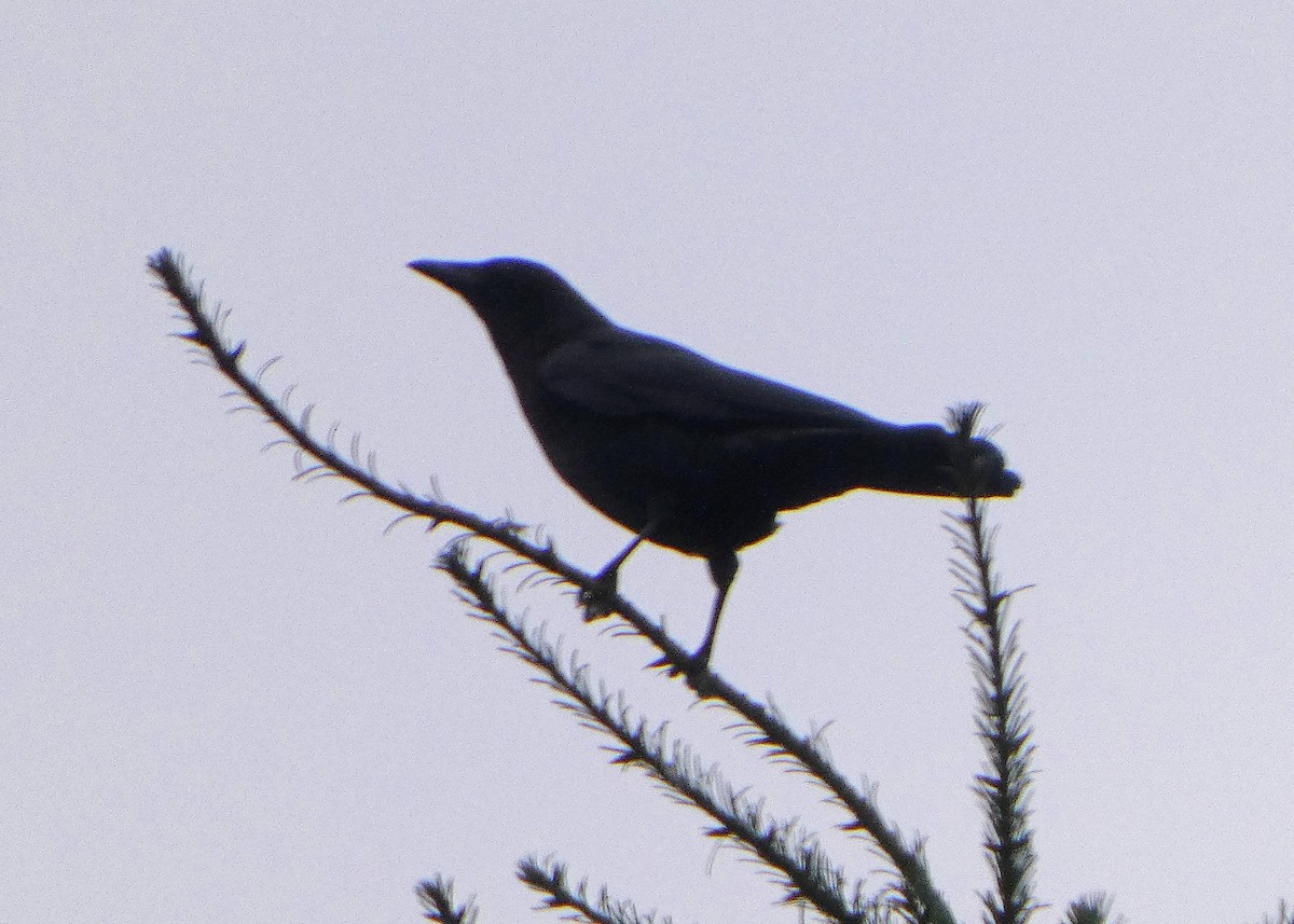 American Crow - ML646437400