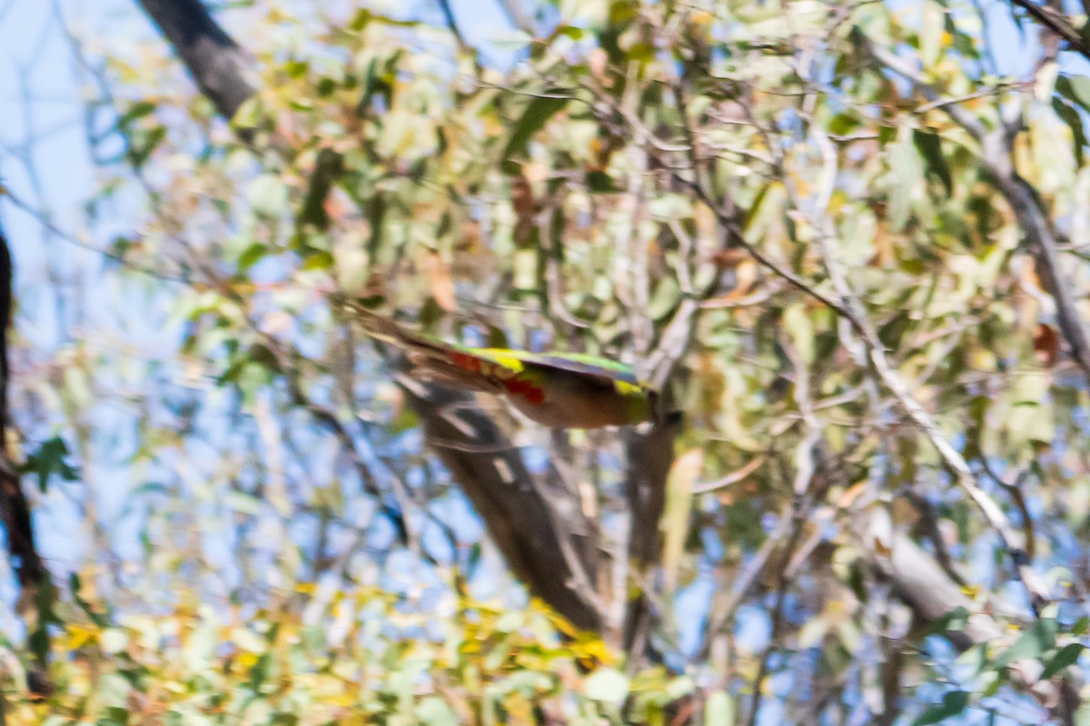 Red-capped Parrot - ML646437401