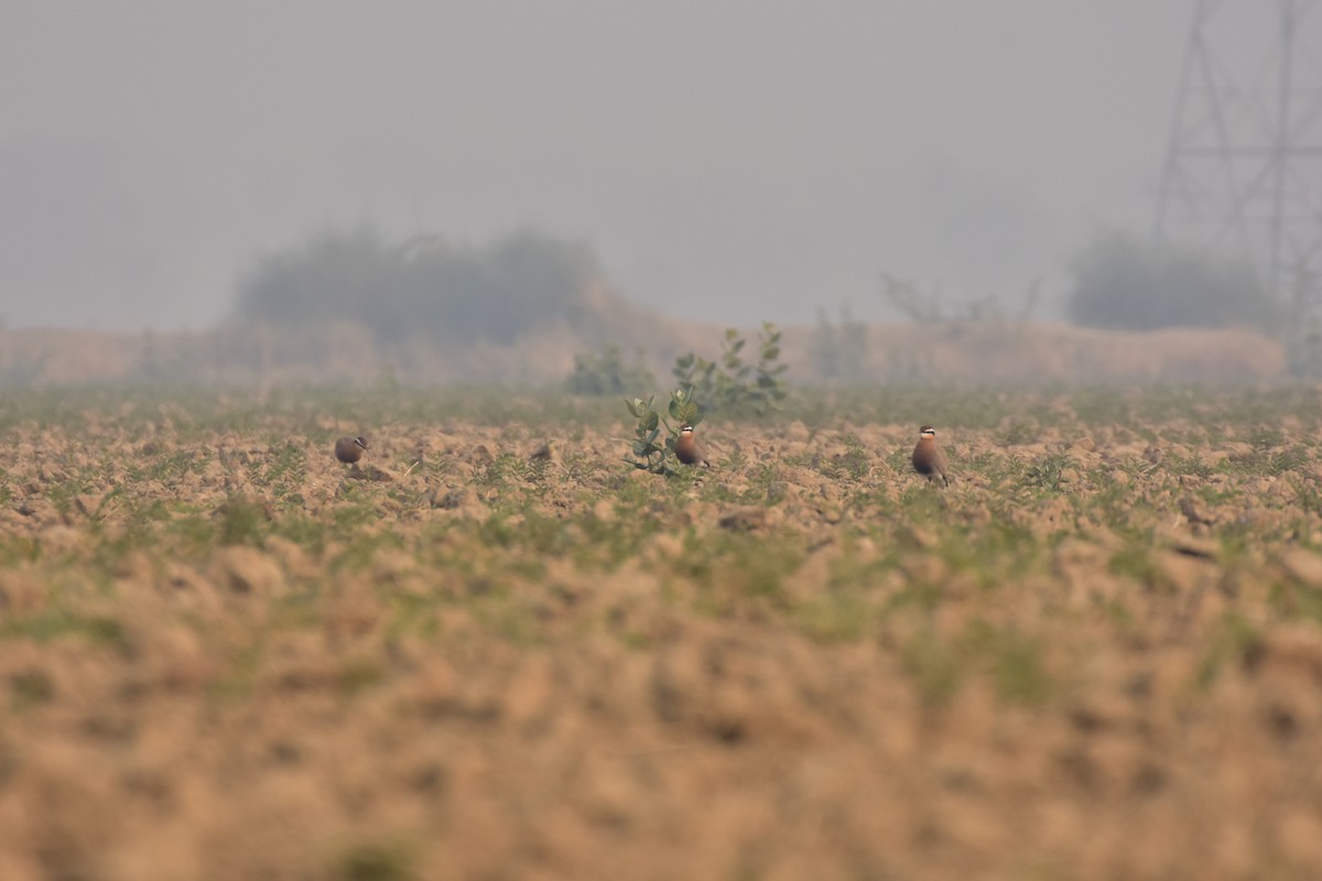 běhulík rezavoprsý - ML646437406