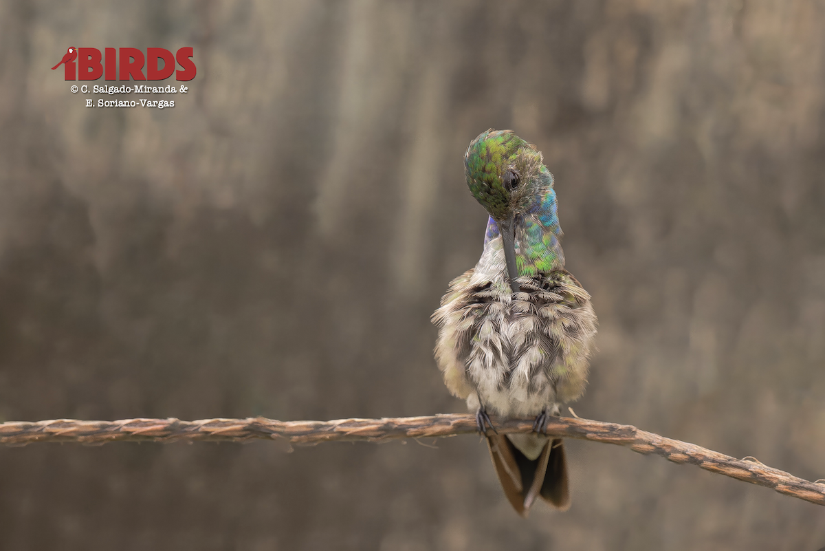 Charming Hummingbird - ML646437407