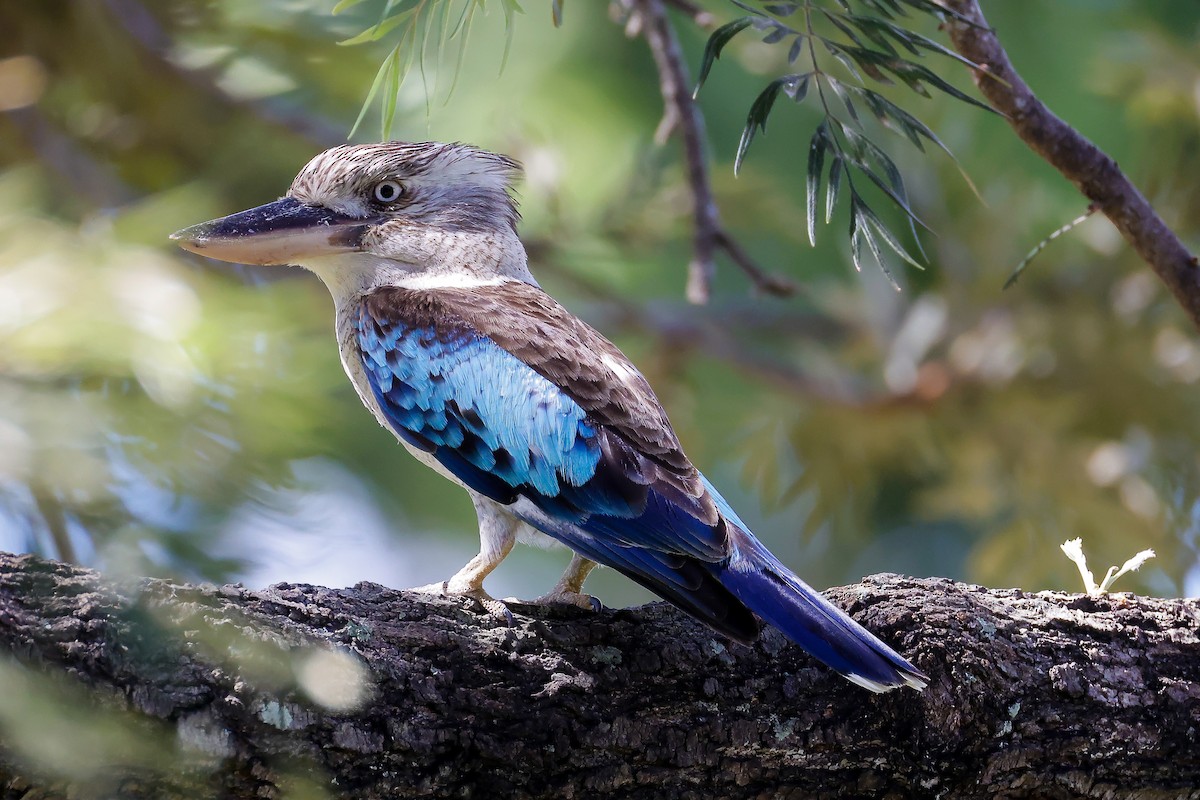 Blue-winged Kookaburra - ML646437410