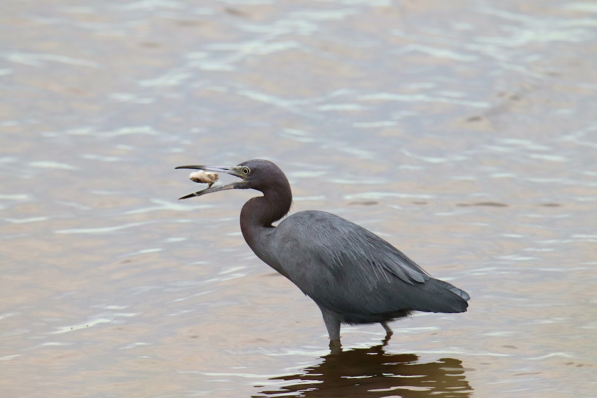 Little Blue Heron - ML646437412