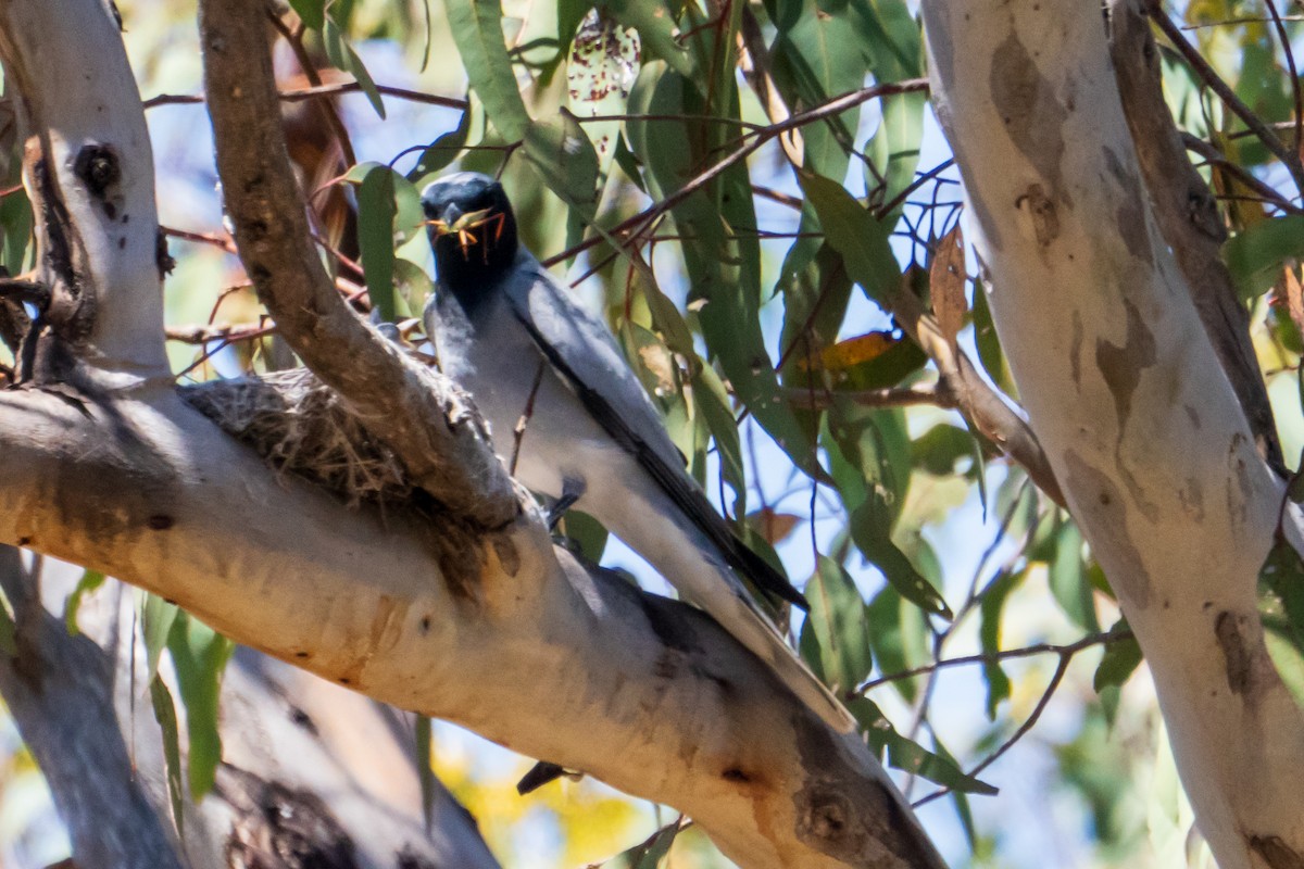 Black-faced Cuckooshrike - ML646437413