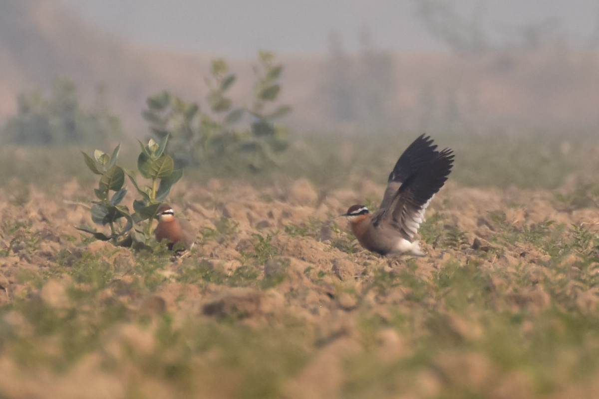 běhulík rezavoprsý - ML646437414