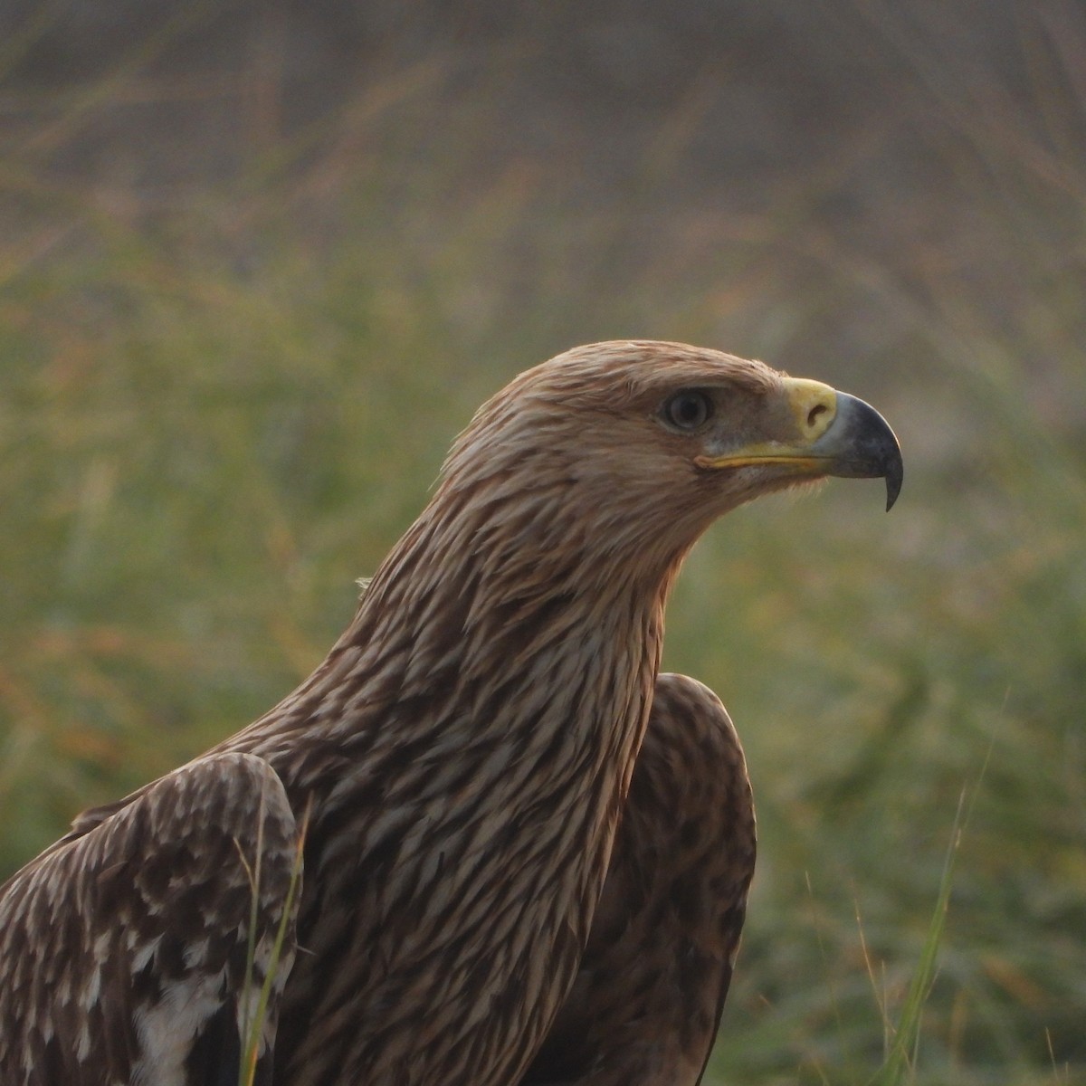 orel královský - ML646437415