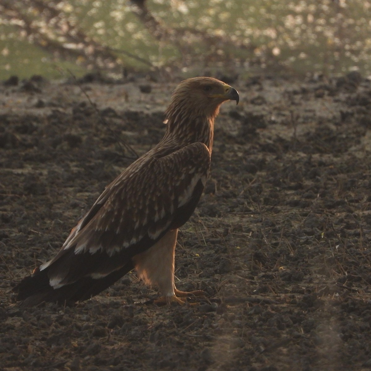 orel královský - ML646437416