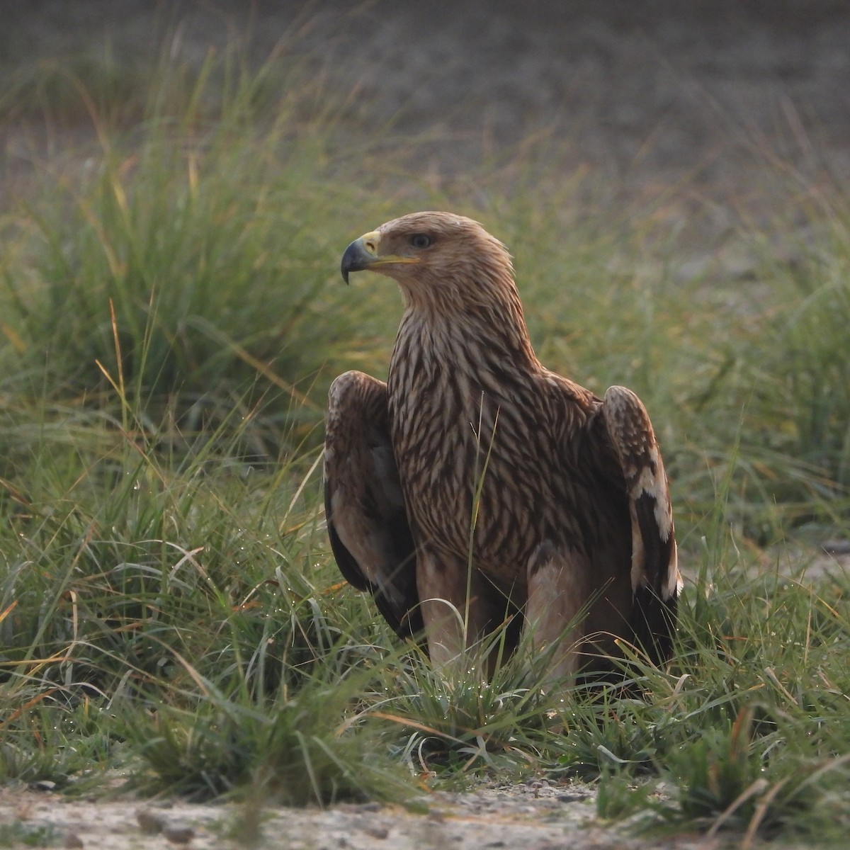 orel královský - ML646437417