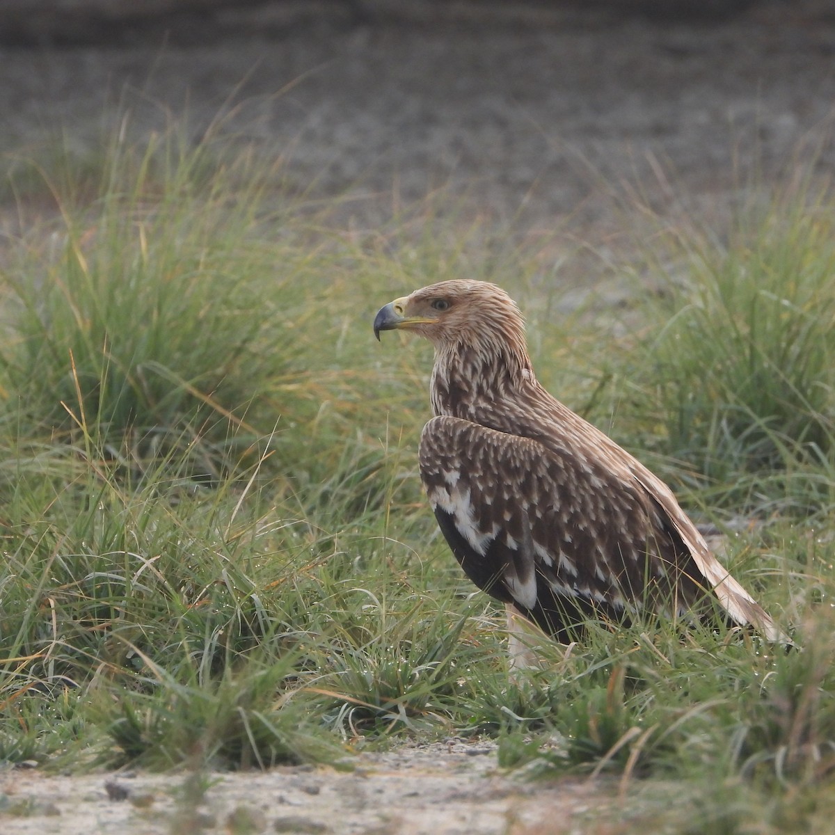 orel královský - ML646437418