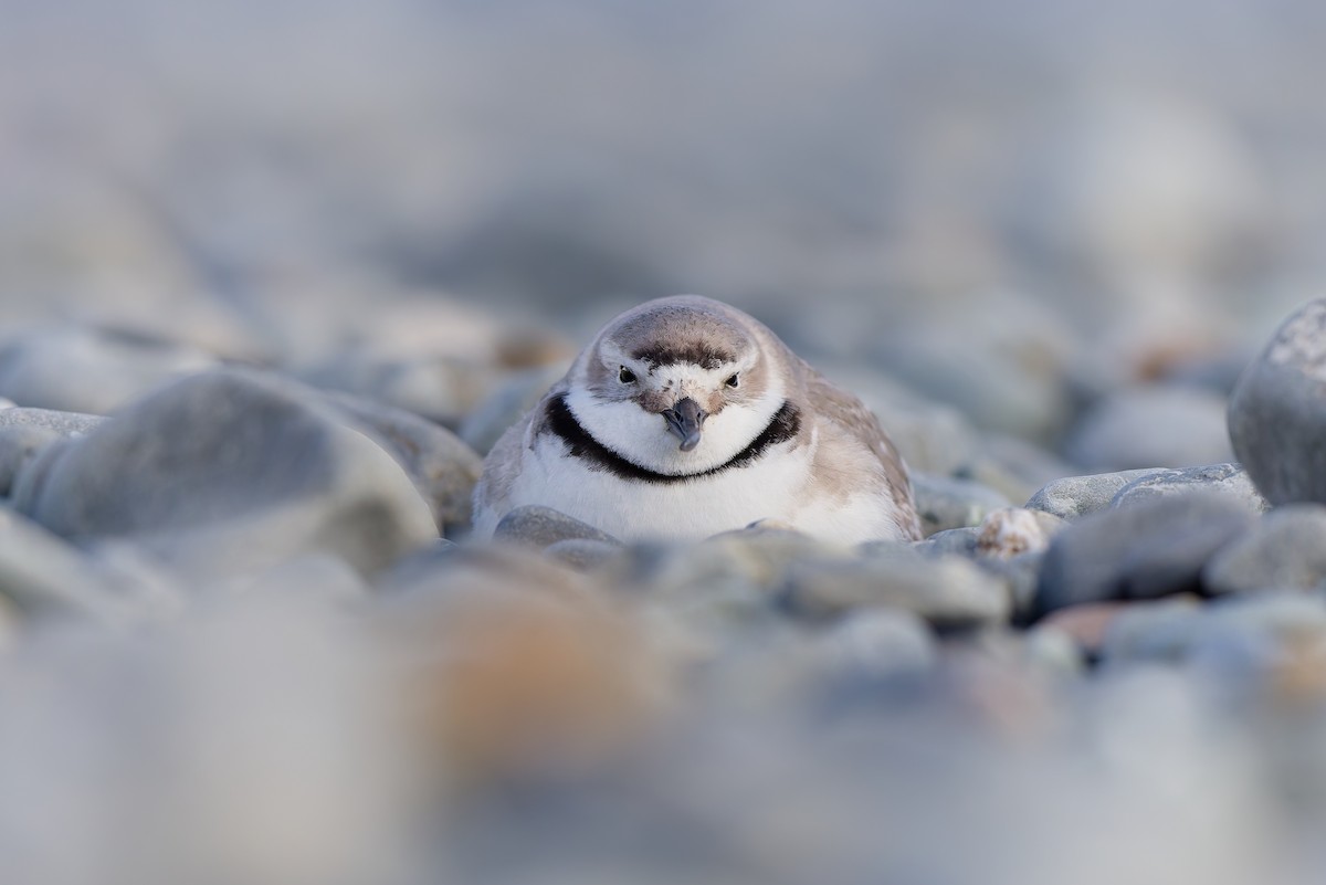 Wrybill - ML646437419