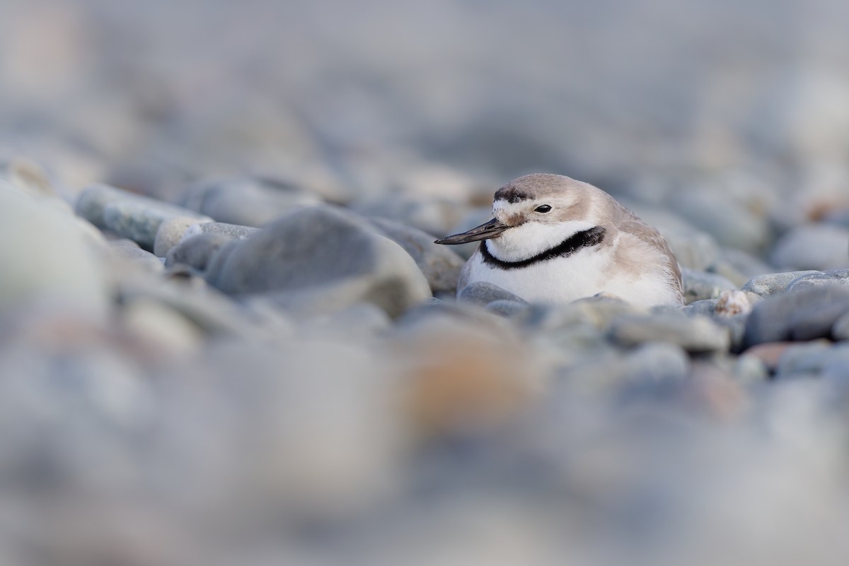 Wrybill - ML646437420