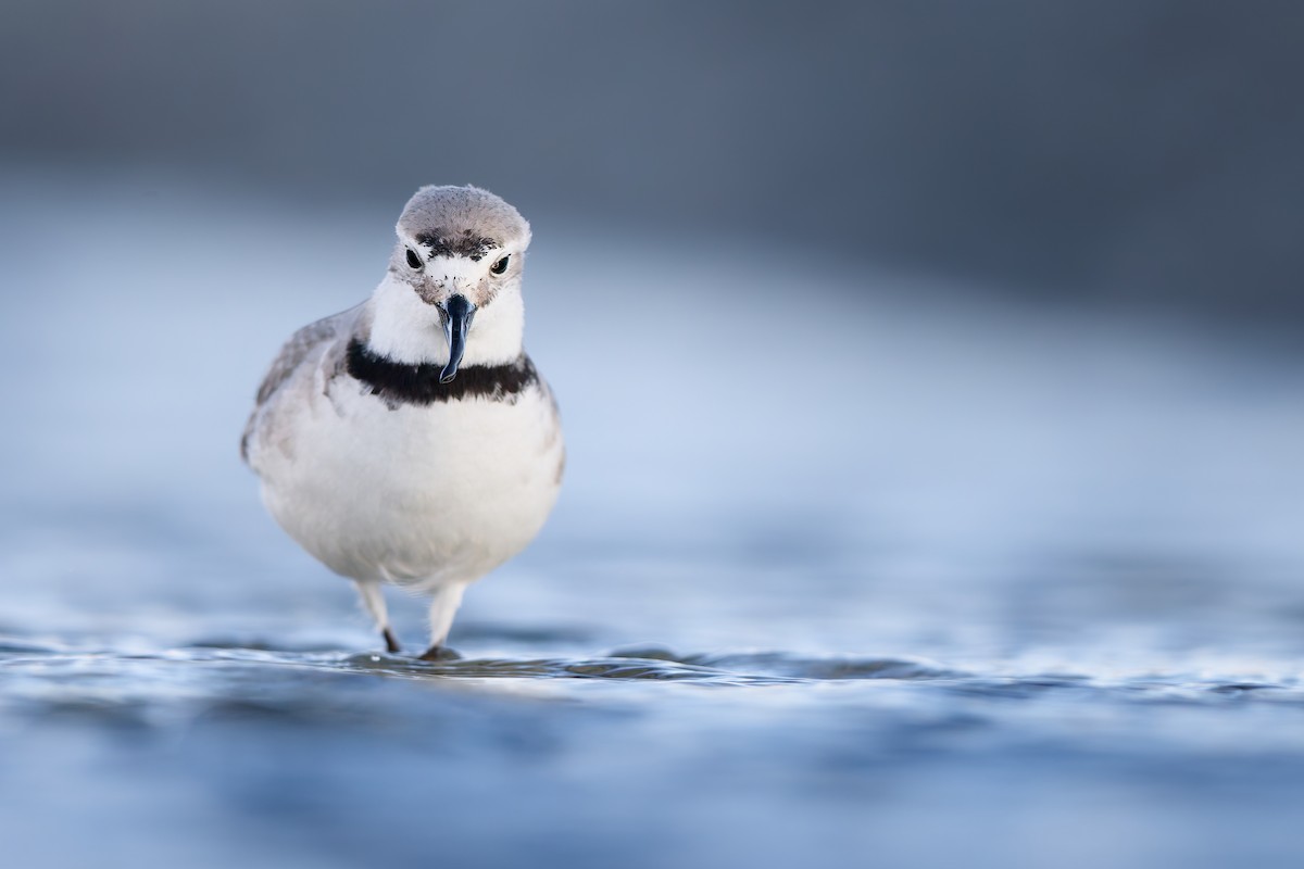 Wrybill - ML646437422