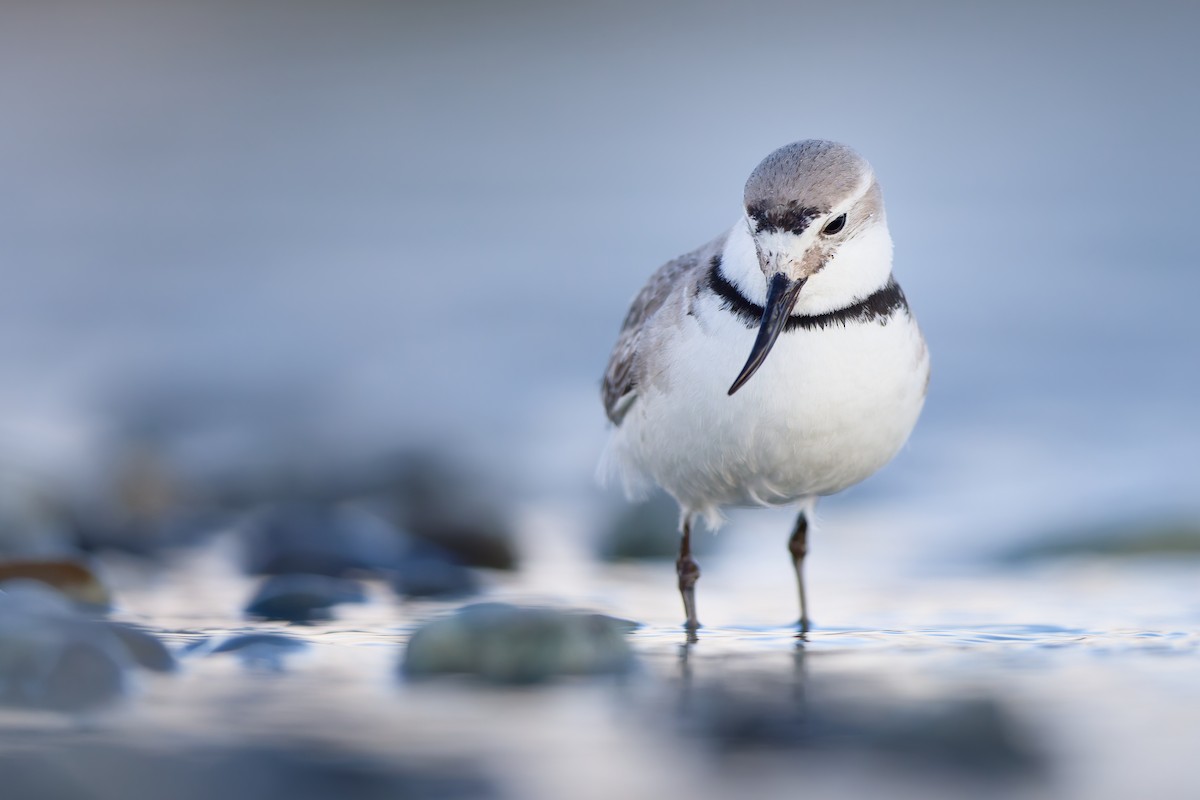 Wrybill - ML646437423