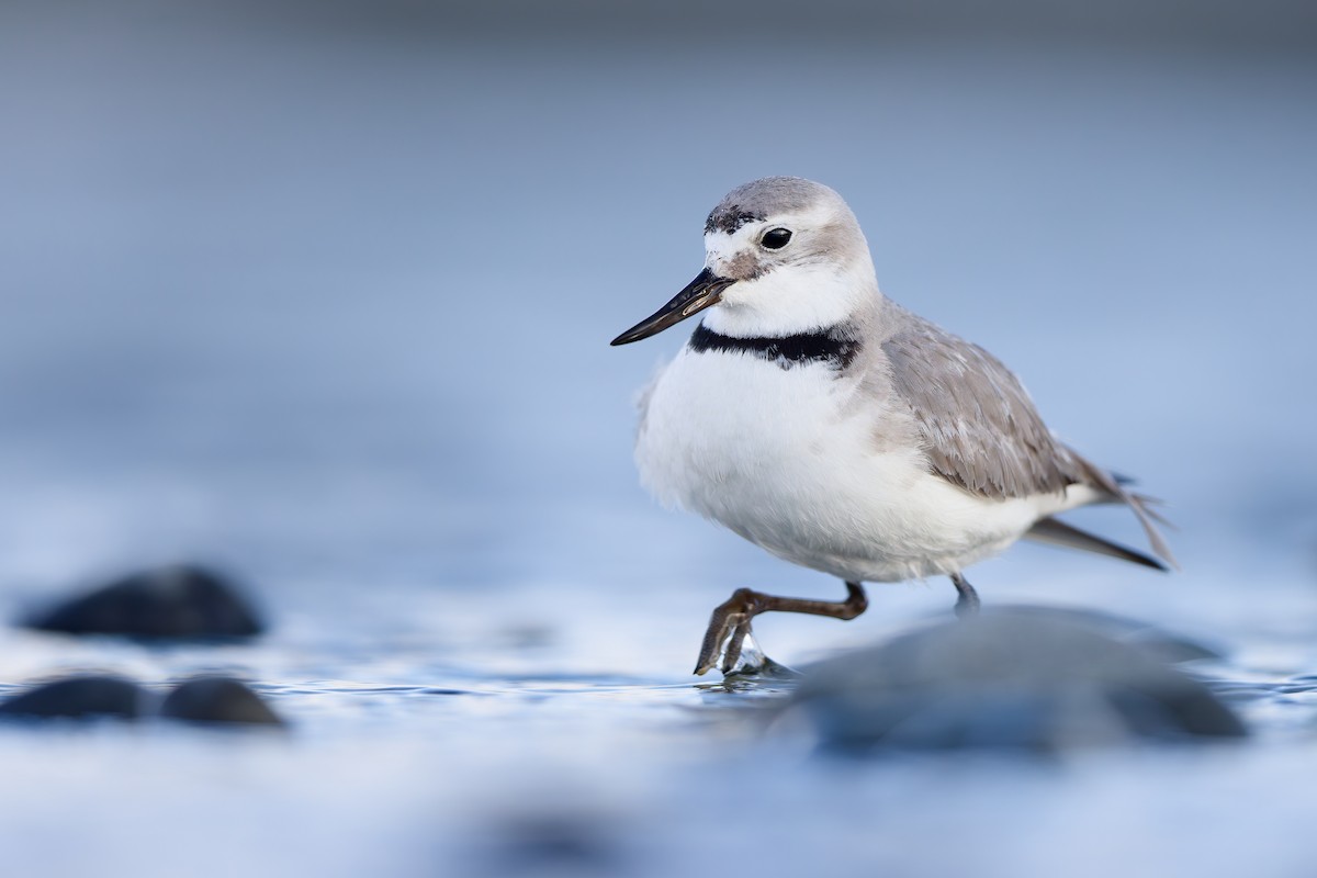 Wrybill - ML646437424