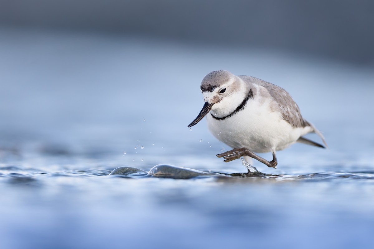 Wrybill - ML646437425