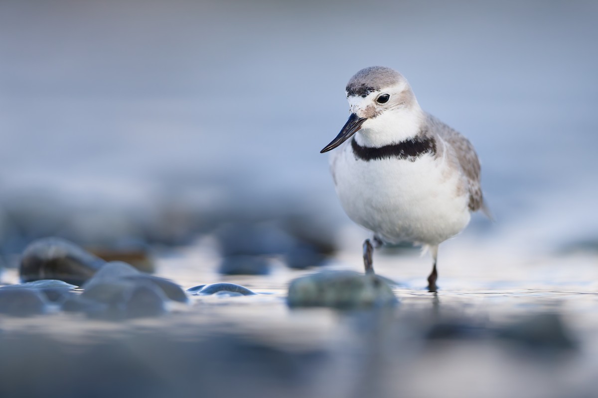 Wrybill - ML646437426