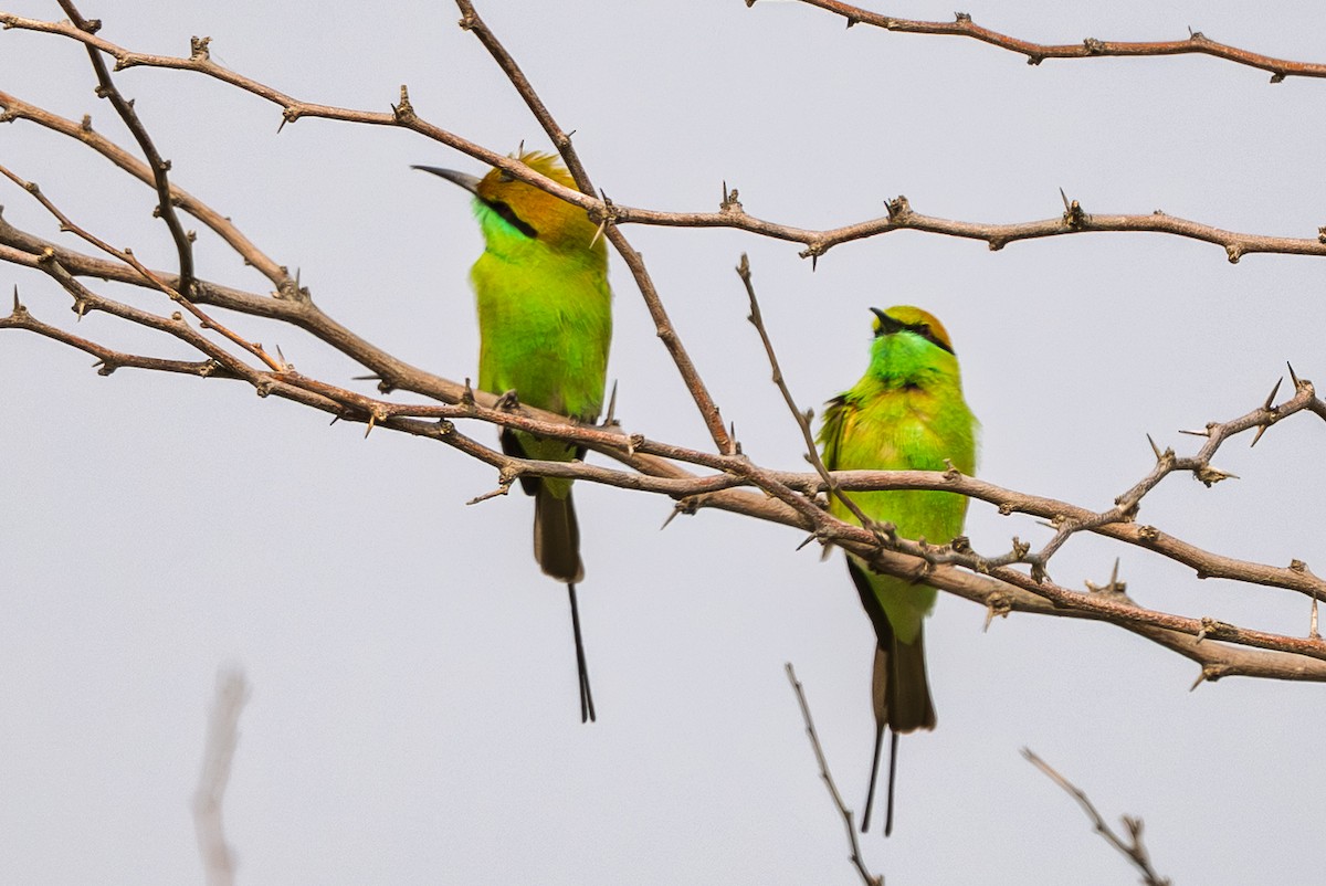 Asian Green Bee-eater - ML646437427