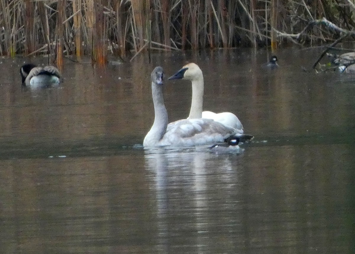 Лебедь-трубач - ML646437430