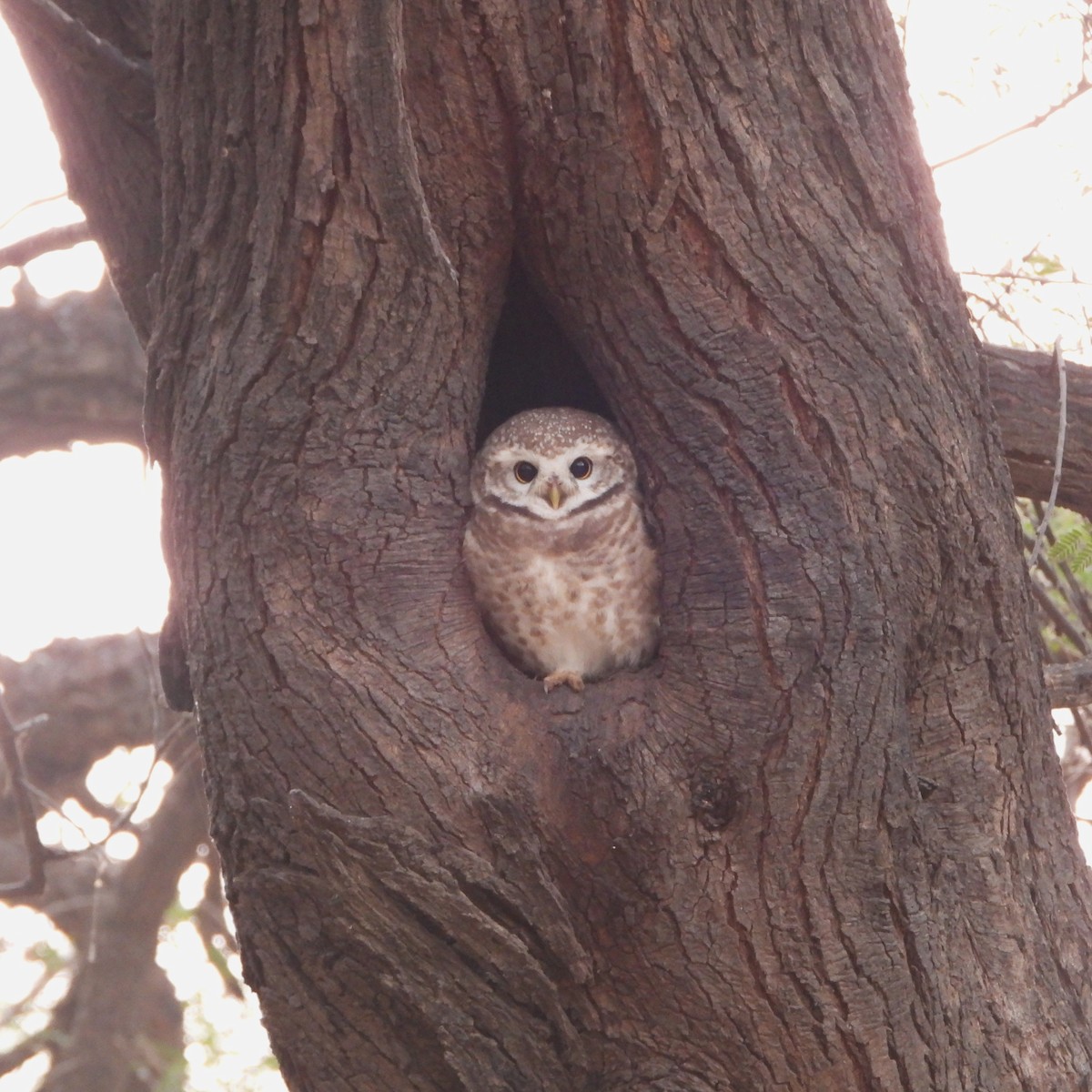 sýček brahmínský - ML646437431