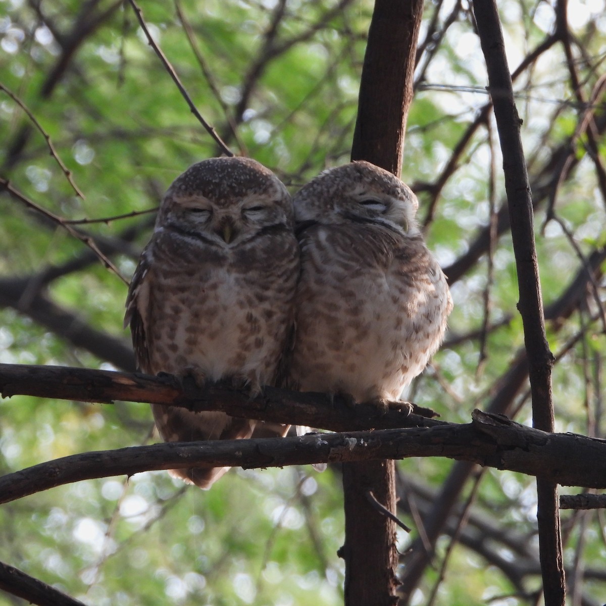 sýček brahmínský - ML646437432