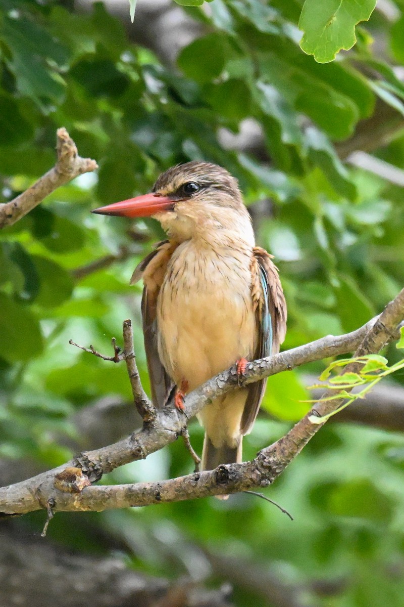 Brown-hooded Kingfisher - ML646437433