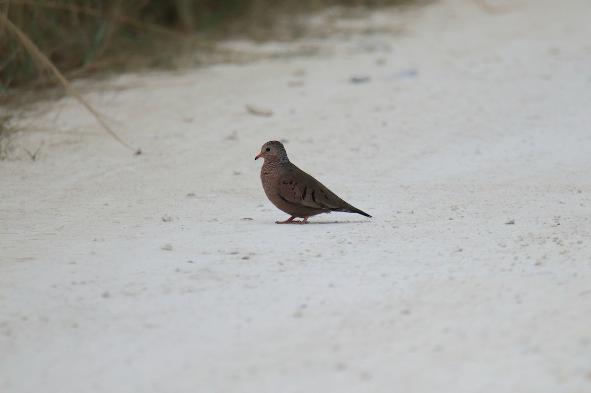 Common Ground Dove - ML646437435