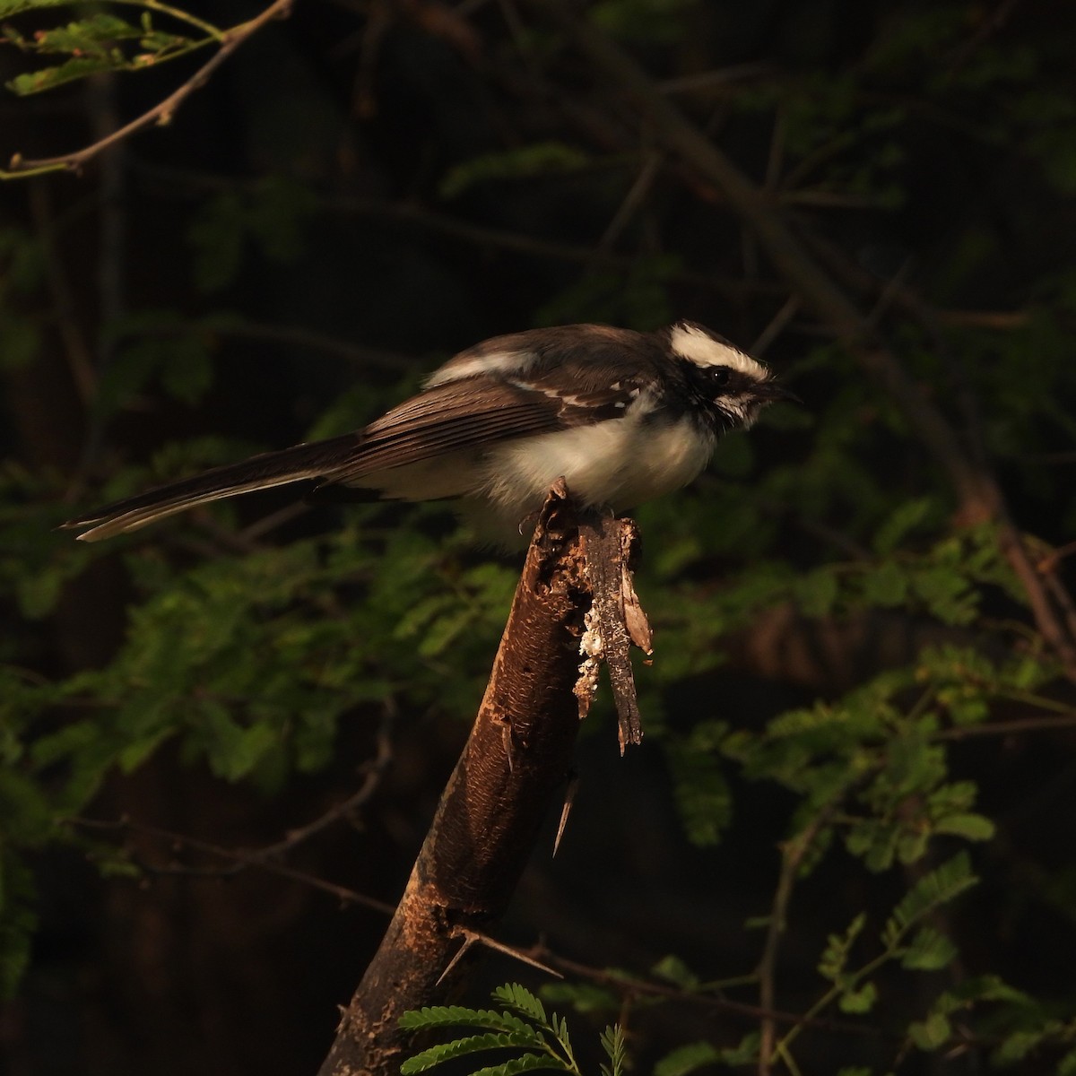 White-browed Fantail - ML646437436