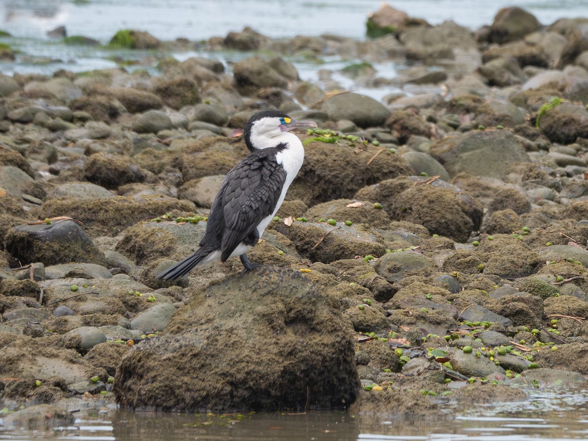 Pied Cormorant - ML646437437