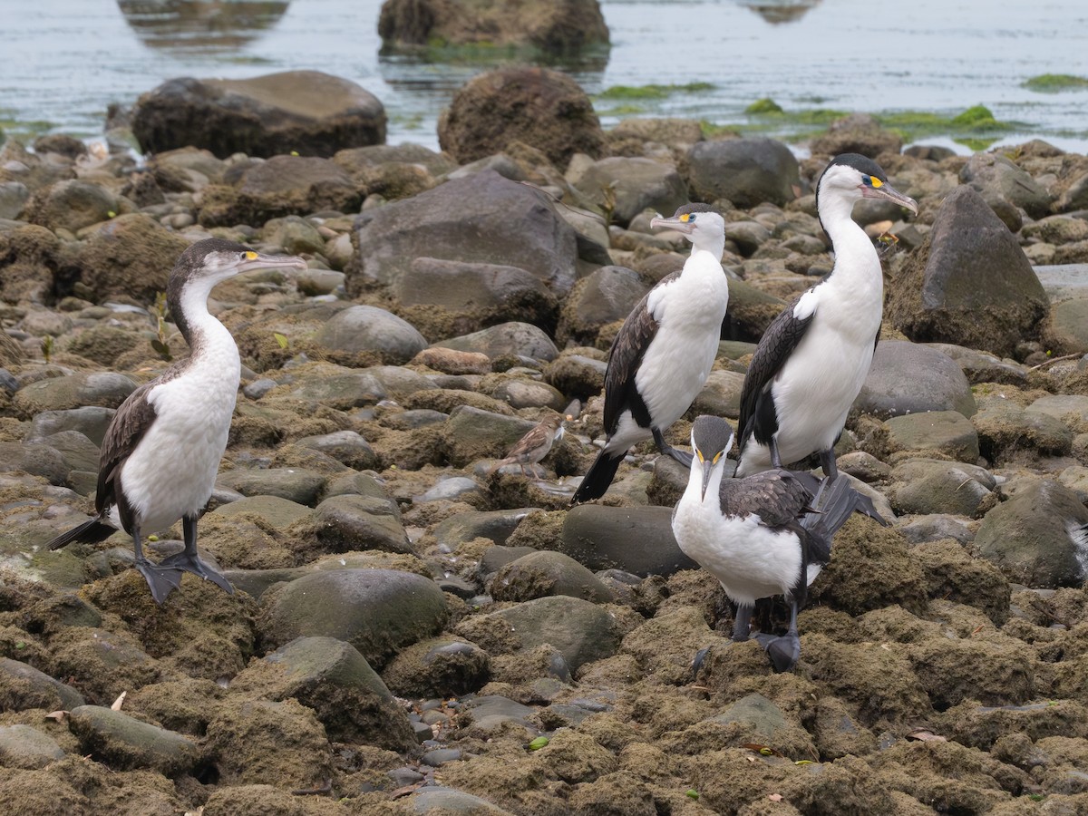 Pied Cormorant - ML646437439