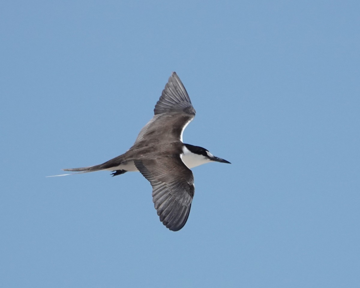 Txenada iluna - ML646437440