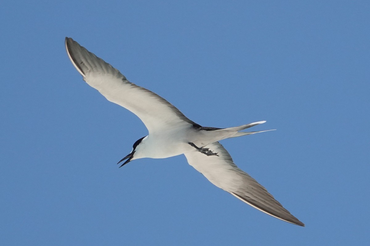 Txenada iluna - ML646437441