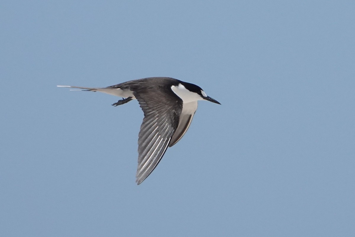 Txenada iluna - ML646437442