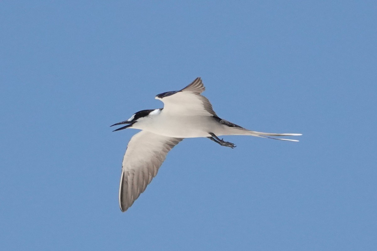 Txenada iluna - ML646437443