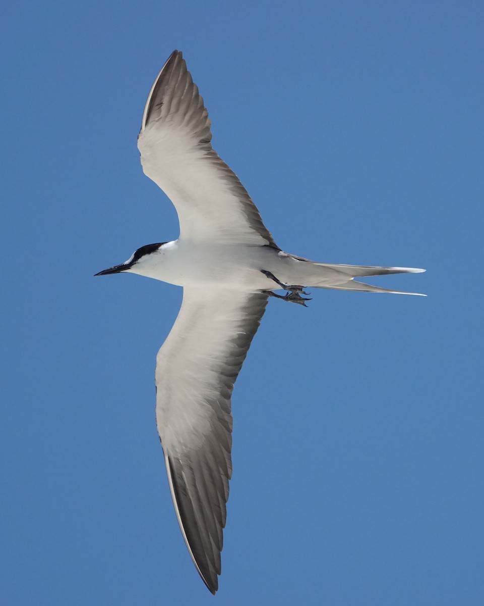 Txenada iluna - ML646437444