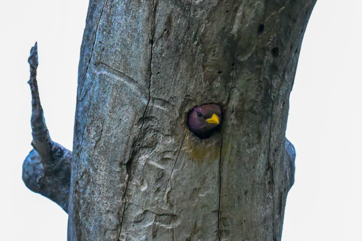 כחל צהוב-מקור - ML646437446