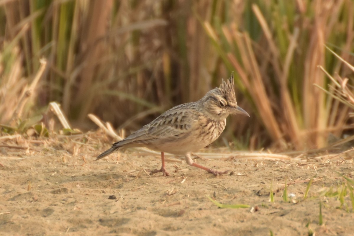 chocholouš obecný - ML646437448