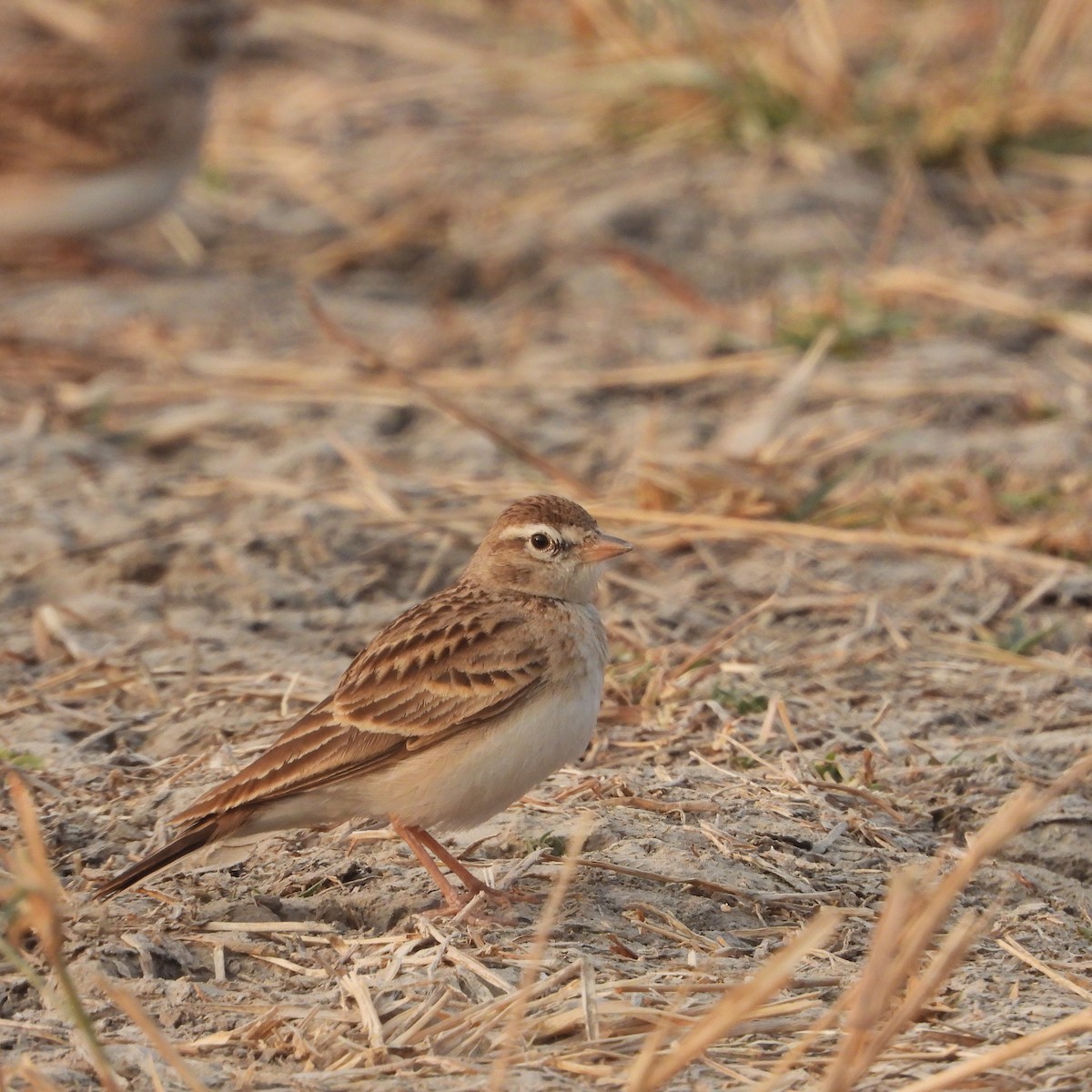 skřivánek krátkoprstý - ML646437449