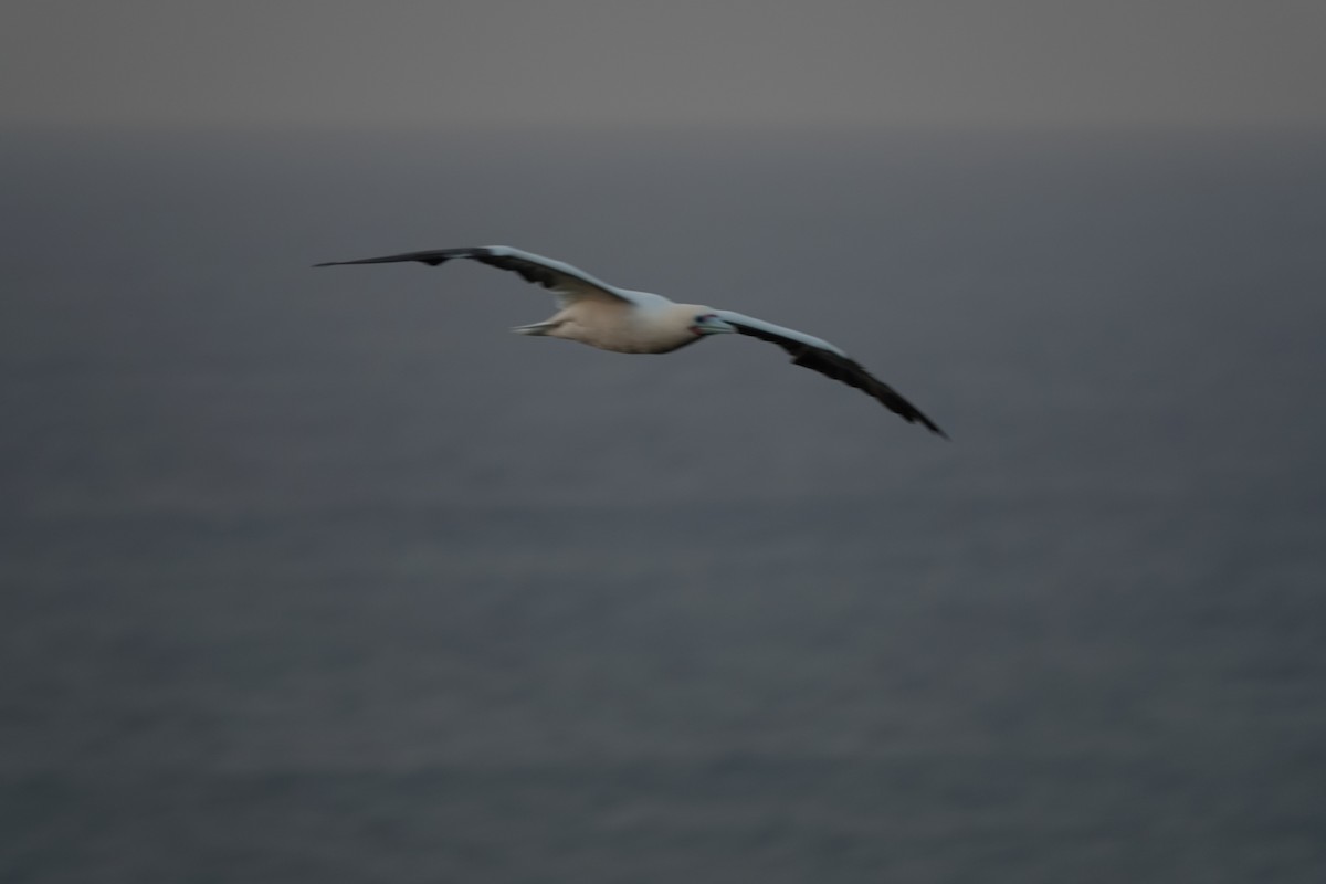 Rotfußtölpel - ML646437450