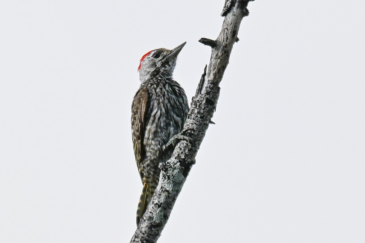 kardinalspett - ML646437451