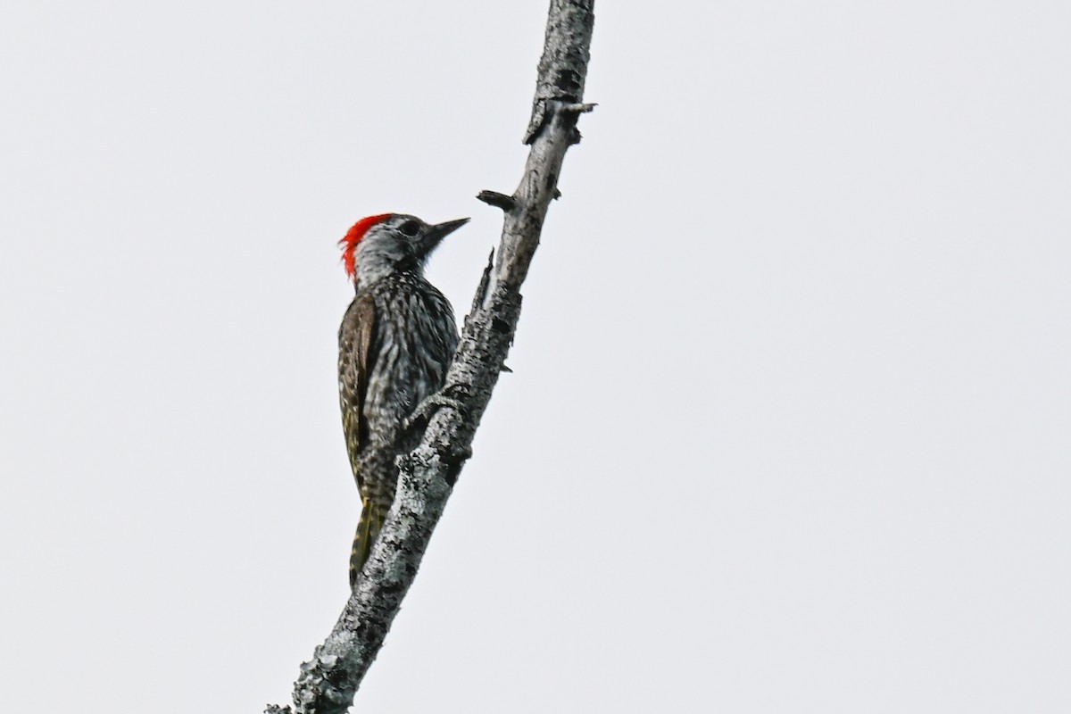 kardinalspett - ML646437452