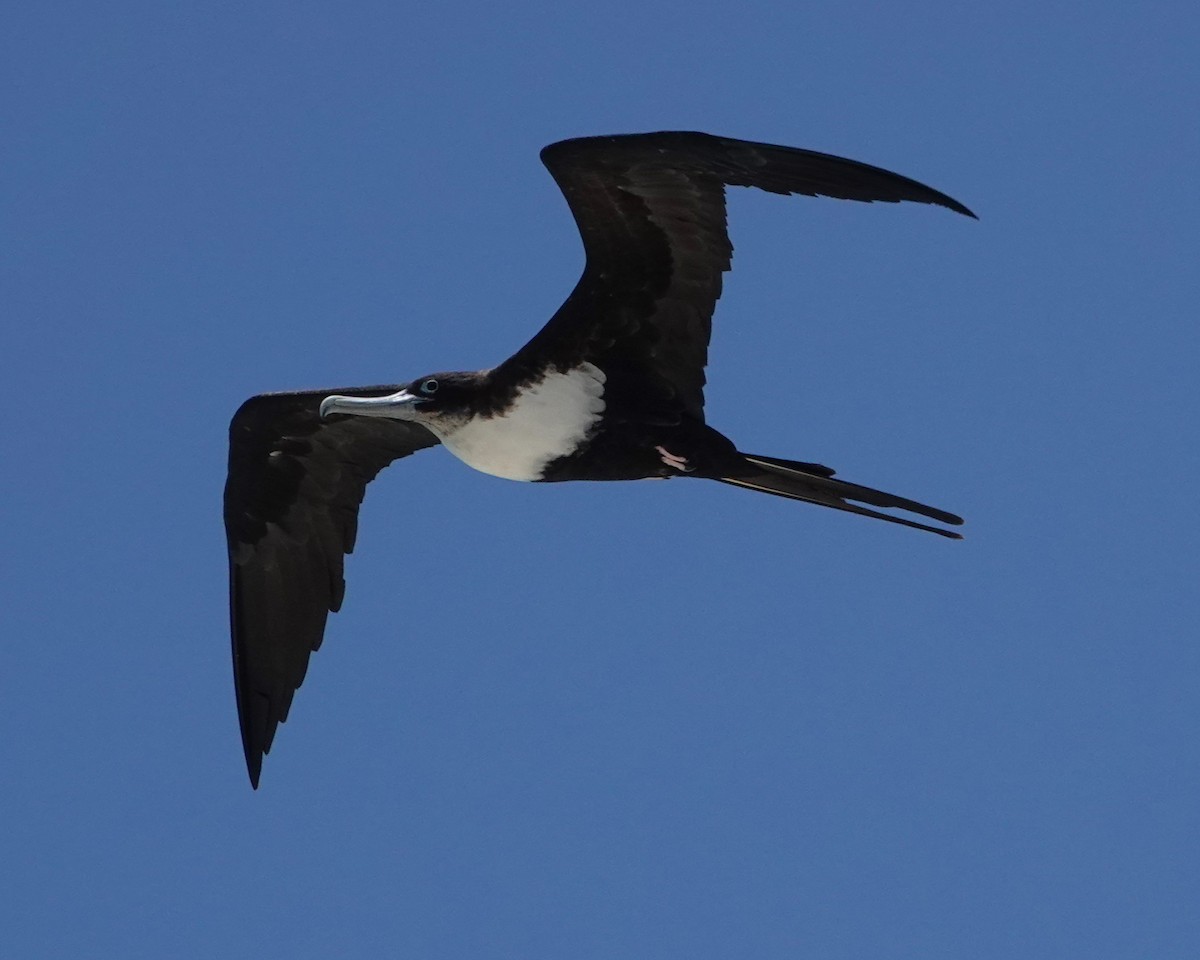 פריגט גדול - ML646437453