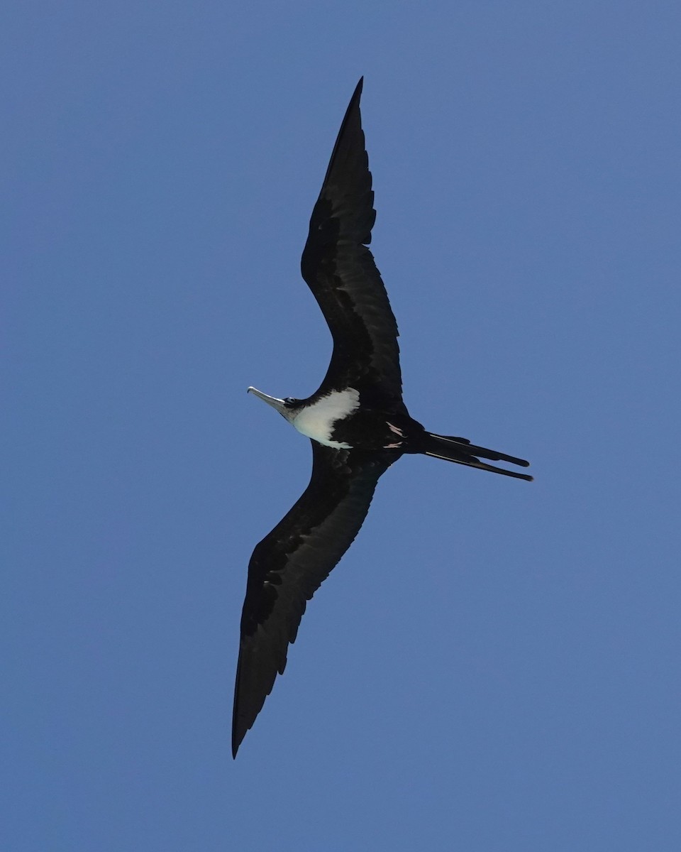 פריגט גדול - ML646437454
